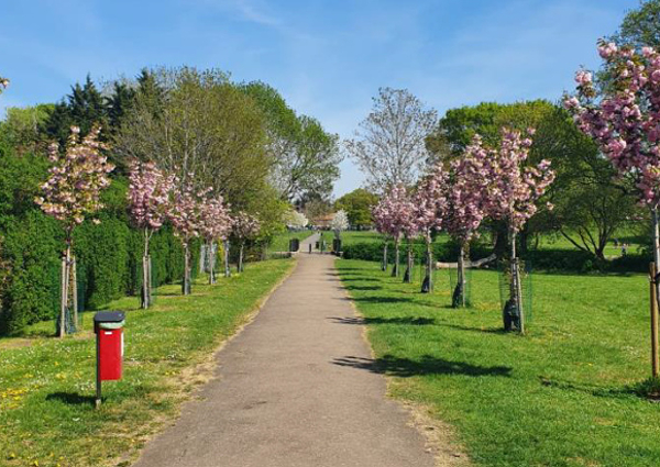 The Vital Role for Trees in Urban Environments