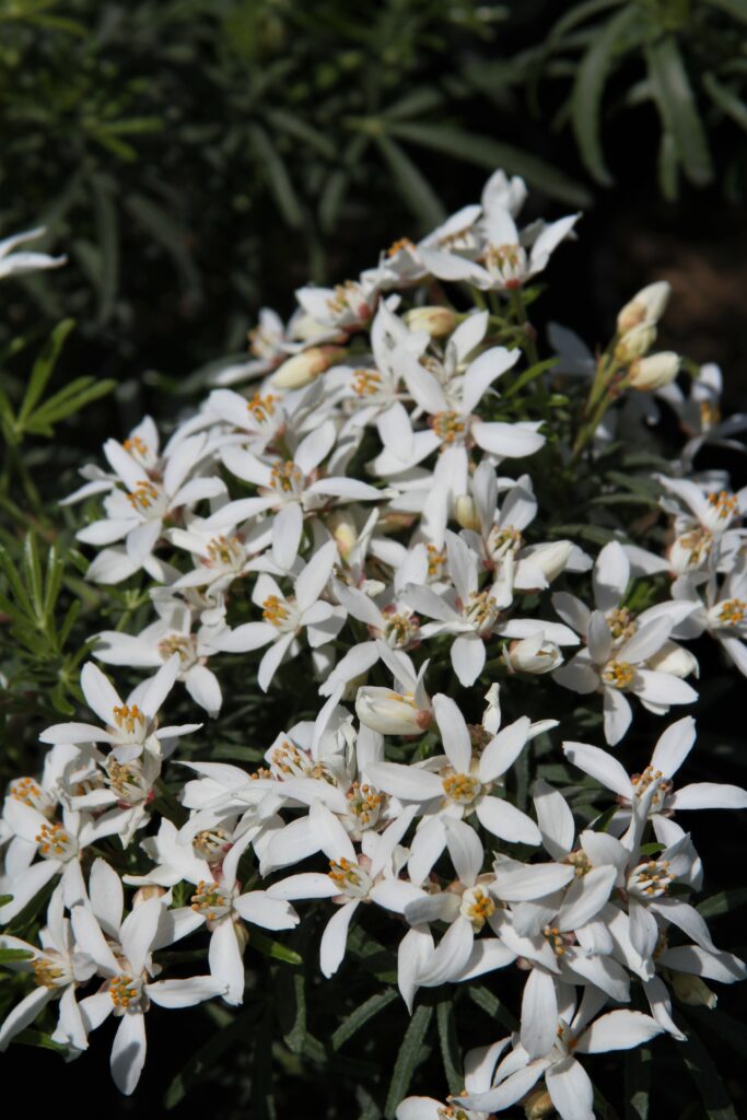 Choisya x dewitteana ‘White Dazzler’ 3L