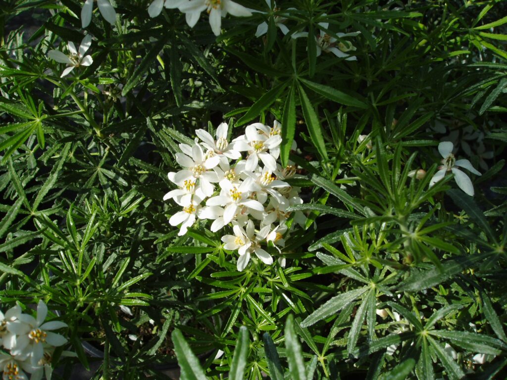 Choisya x dewitteana ‘White Dazzler’ 3L