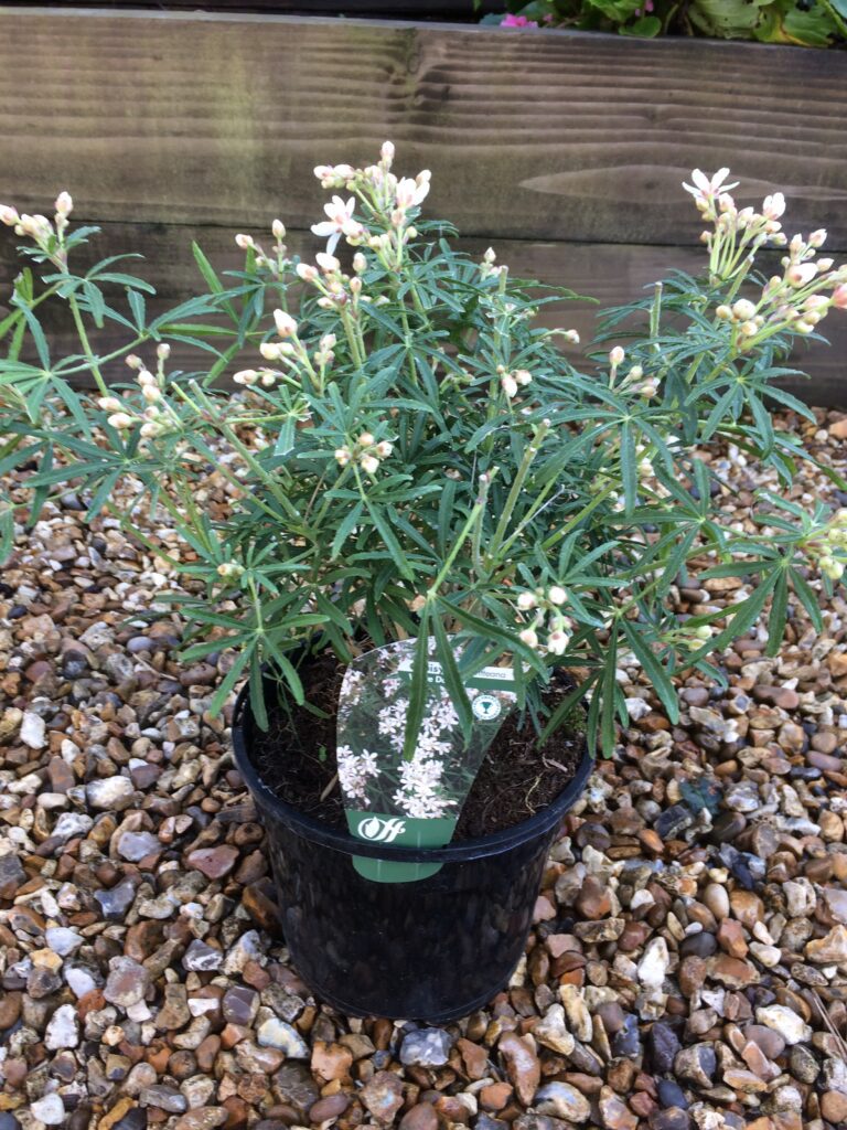 Choisya x dewitteana ‘White Dazzler’ 3L