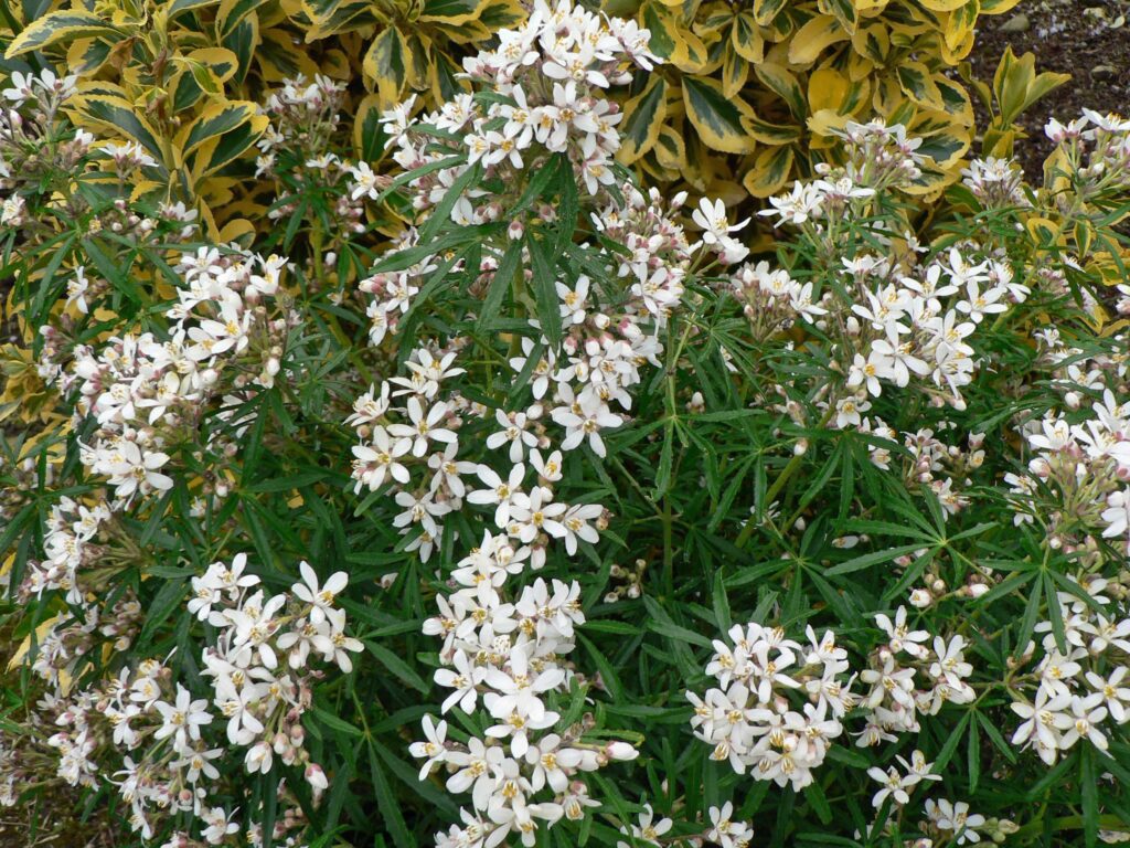 Choisya x dewitteana ‘White Dazzler’ 3L