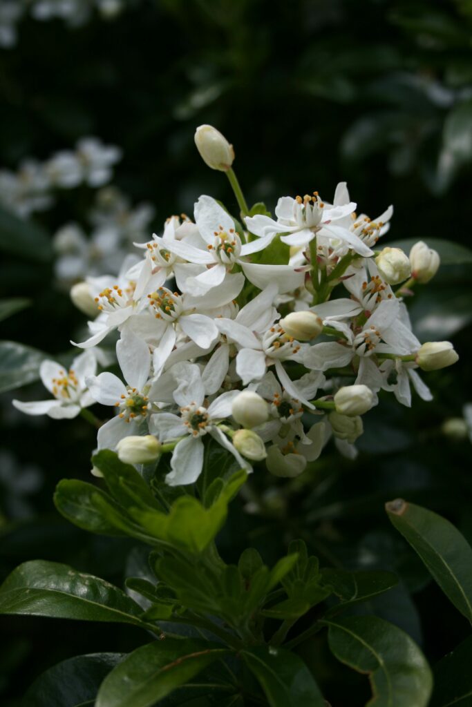 Choisya ternata 3L