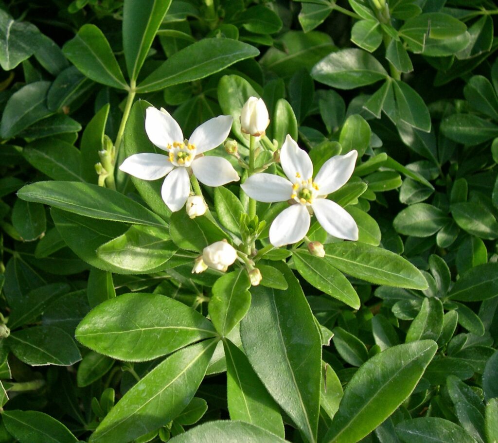 Choisya ternata 3L