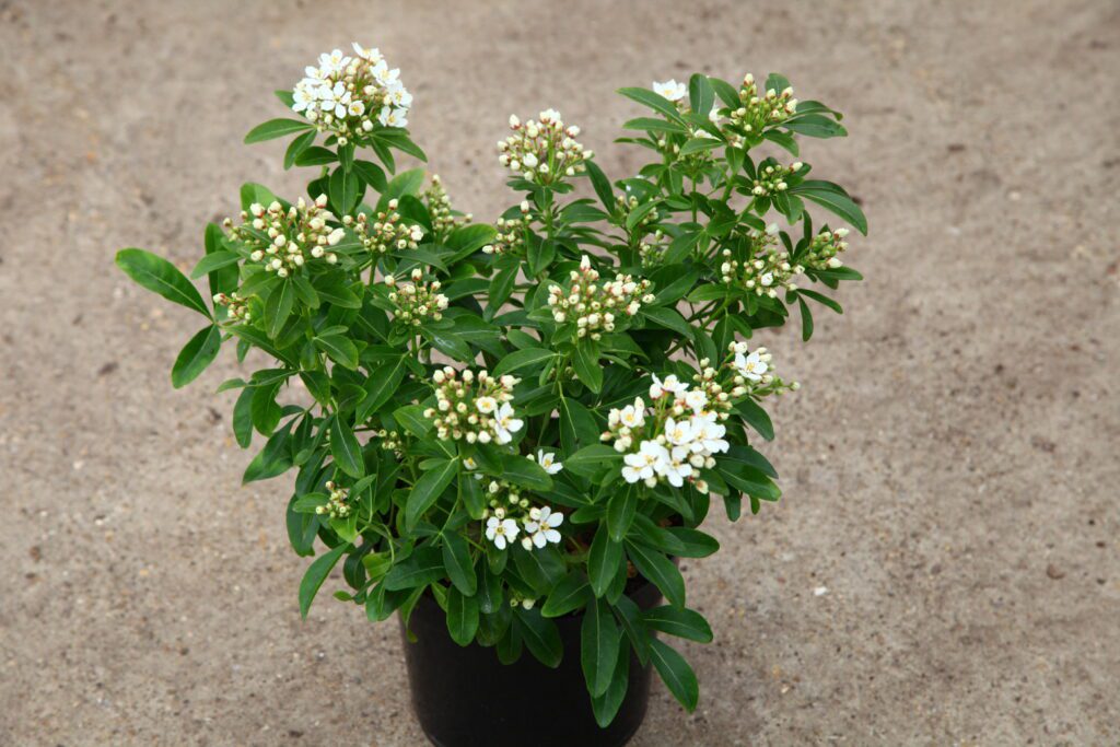 Choisya ternata 3L