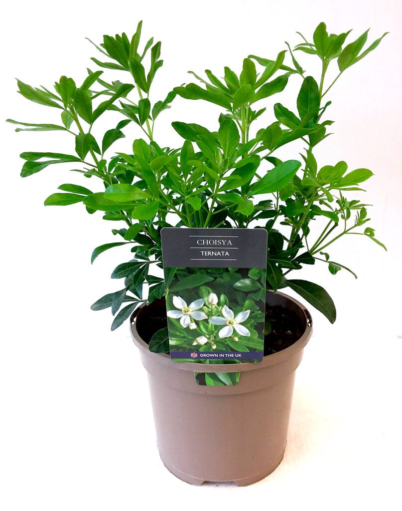 Choisya ternata 3L
