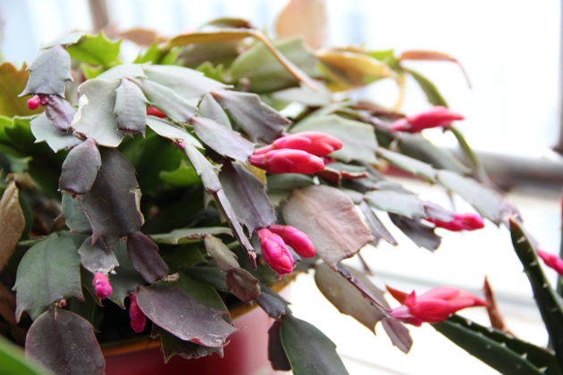 Indoor plant Schlumbergera 