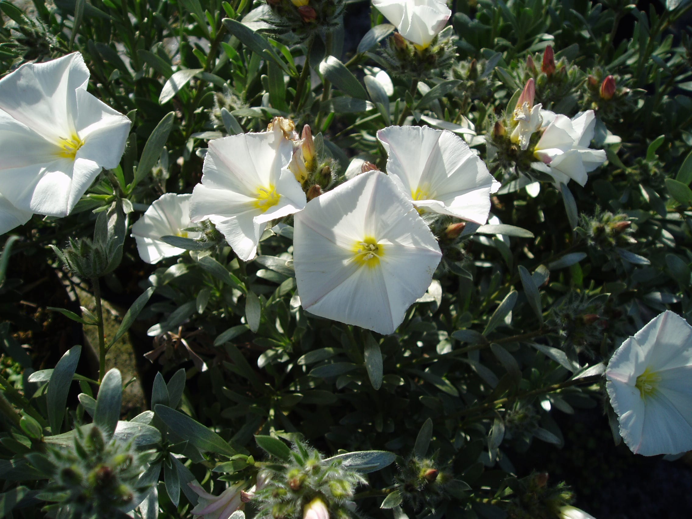 Convolvulus cneorum - Plant Profile | Hillier Garden Centres