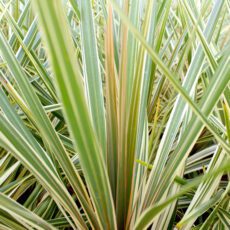 Cordyline australis ‘Torbay Dazzler’ 2L