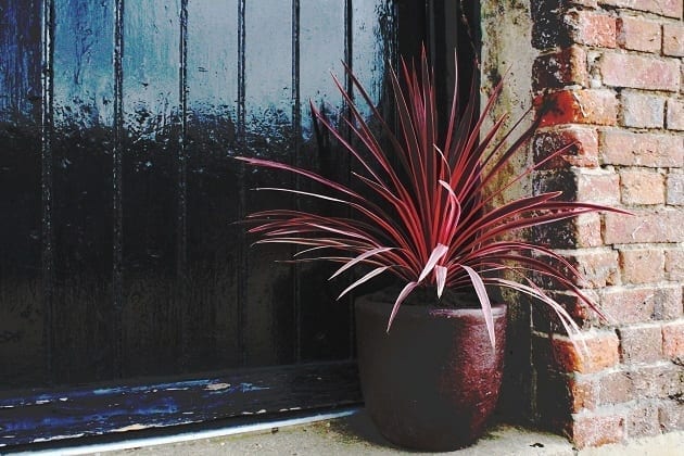New Chelsea Plant 2019 | Cordyline 'Pink Star'