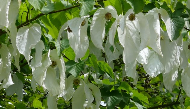 Hang Your Gardening Memories in Chelsea History