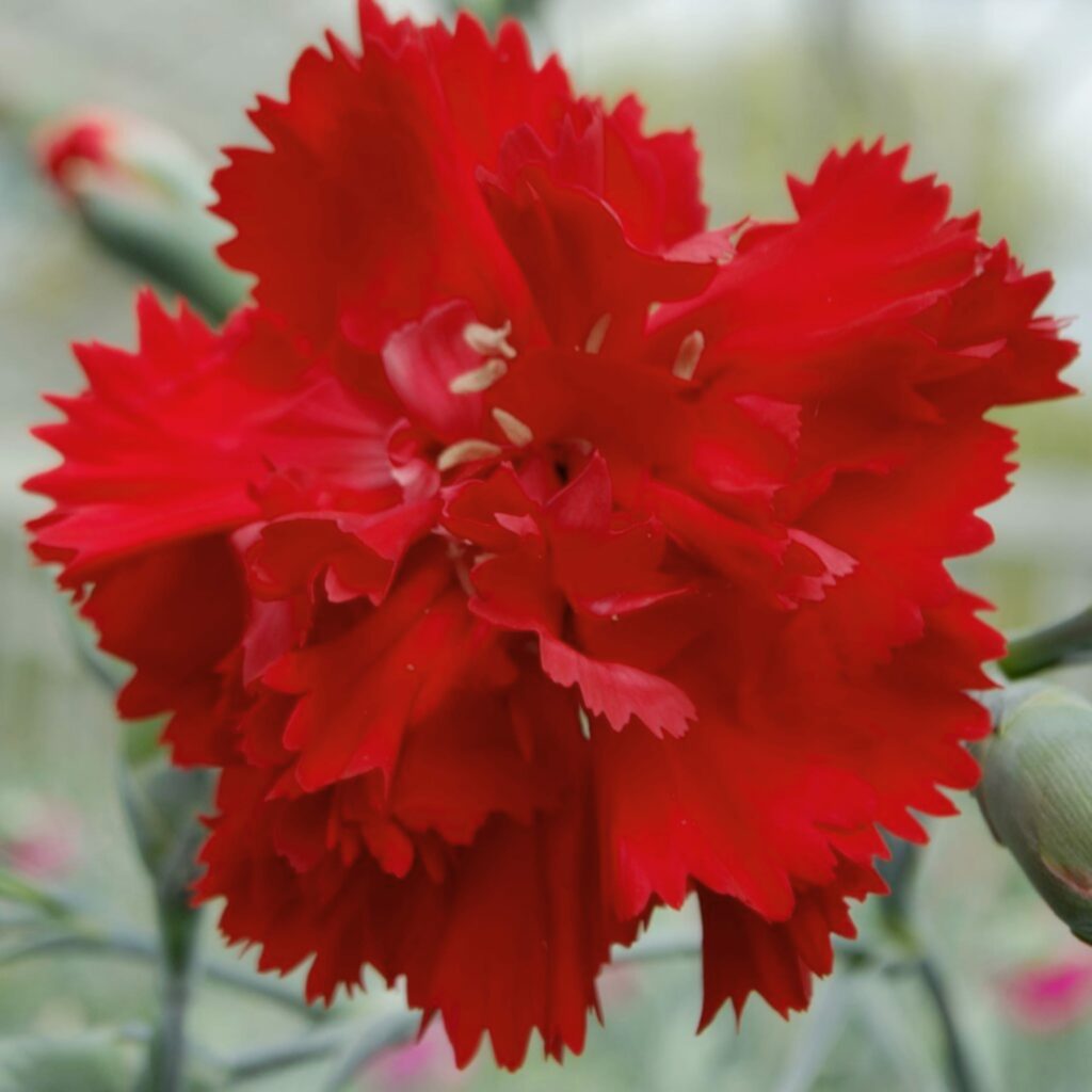 Dianthus ‘Lady in Red’ 2L 5023242374680