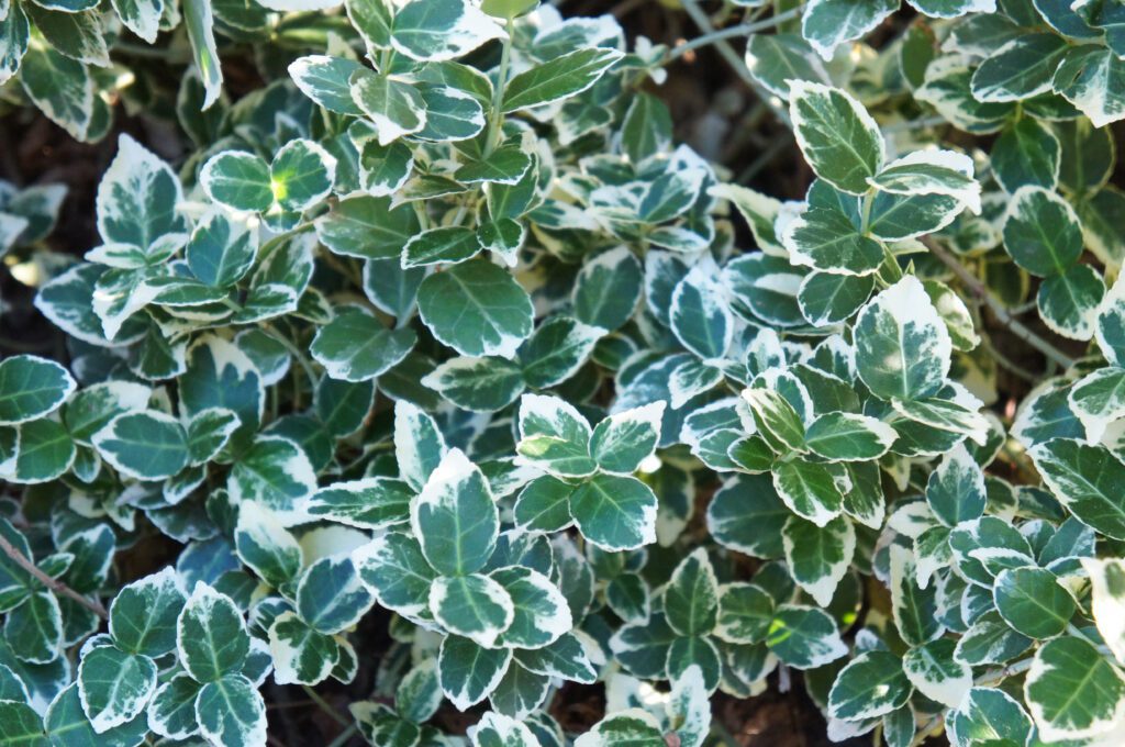 Euonymus fortunei ‘Emerald Gaiety’ 2L 5023242228006