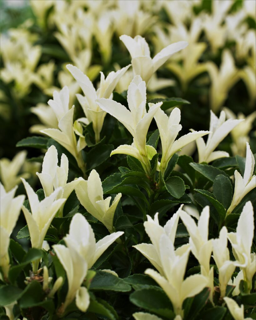 Image of Euonymus Paloma Blanca in a forest setting