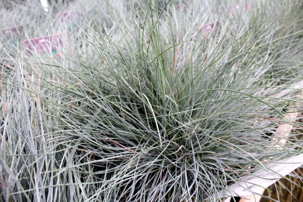 Festuca glauca ‘Intense Blue’ 2L