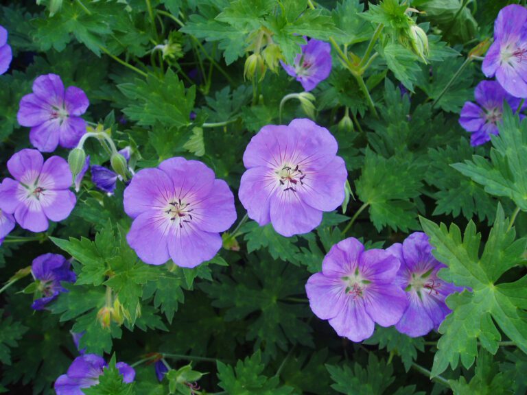 11 Perfect Plants for Summer