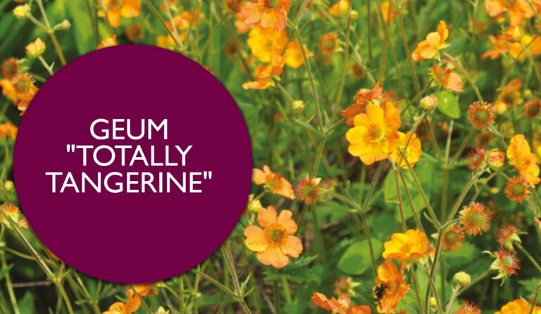 Geum ‘Totally Tangerine’ | Plant Profile