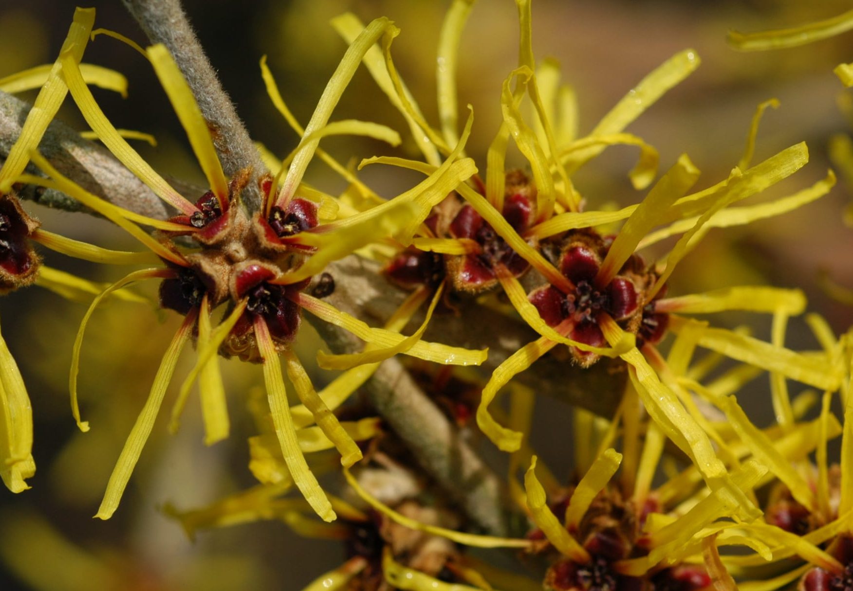 image.title The Wonders Of Witch Hazel: Exploring Hamamelis