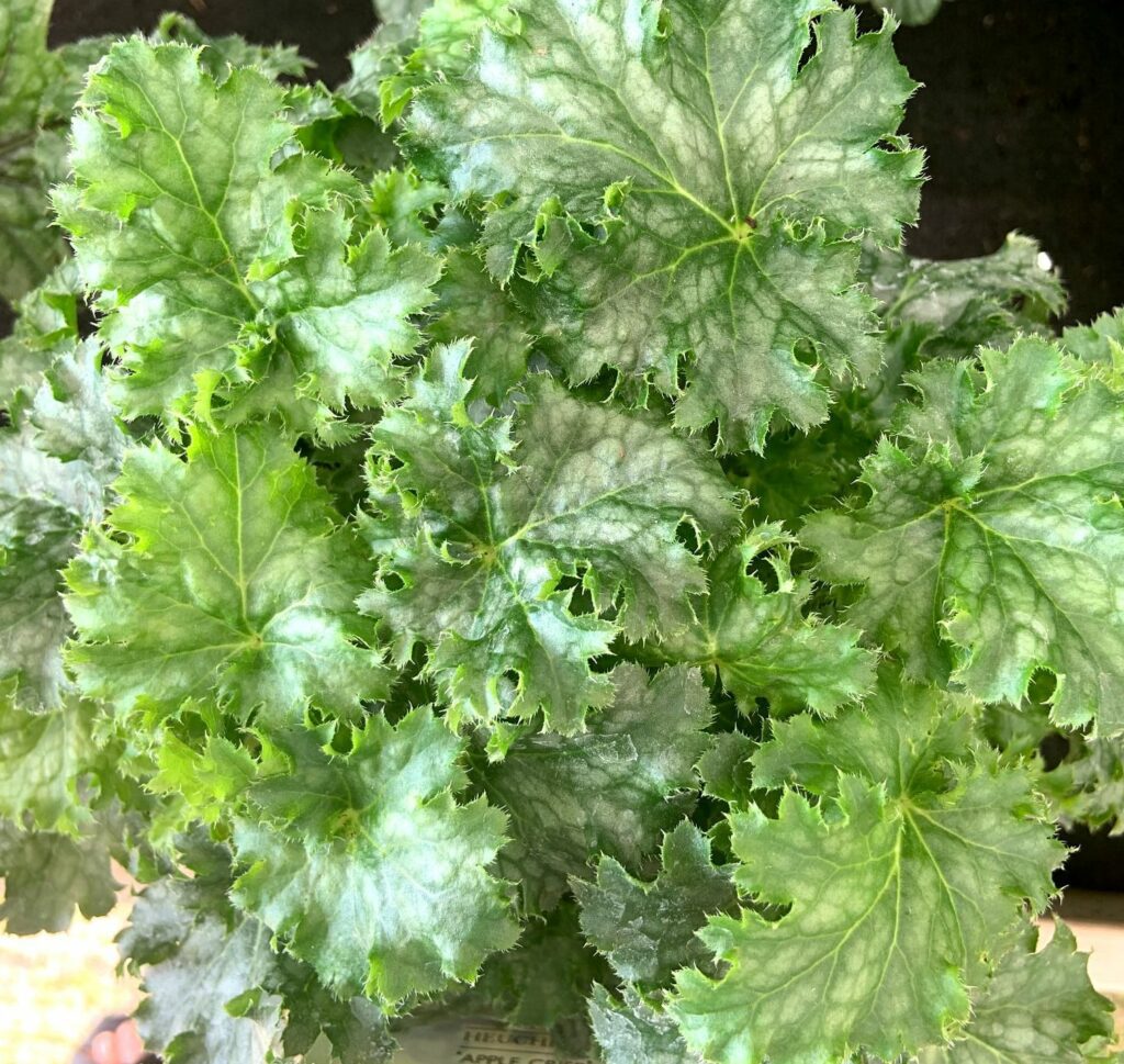 Heuchera ‘Apple Crisp’ 2L 5023242366203