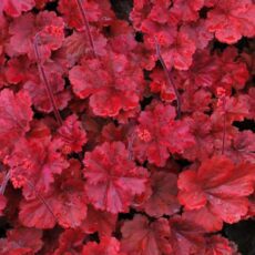 Heuchera ‘Cherry Cola’ 2L