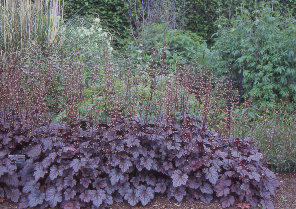 Heuchera ‘Plum Pudding’ 2L