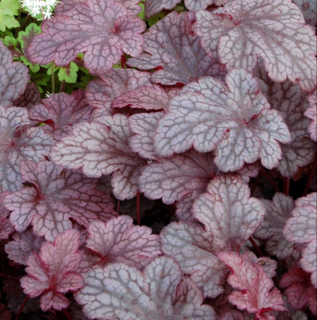 Heuchera ‘Plum Pudding’ 2L