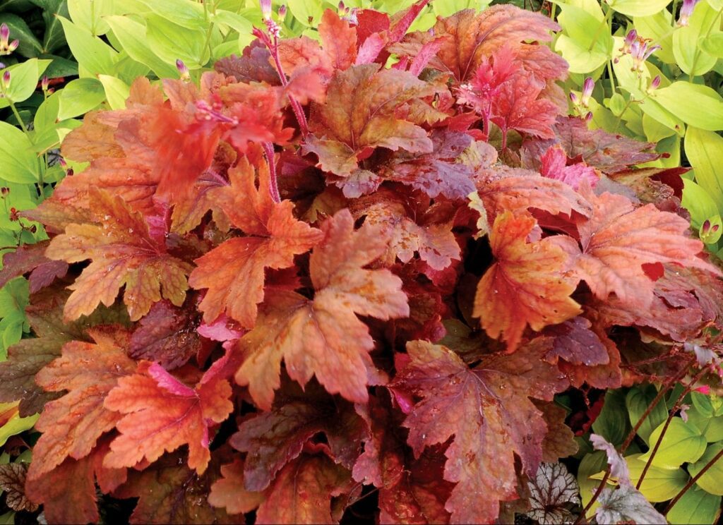 Heucherella ‘Sweet Tea’ 2L