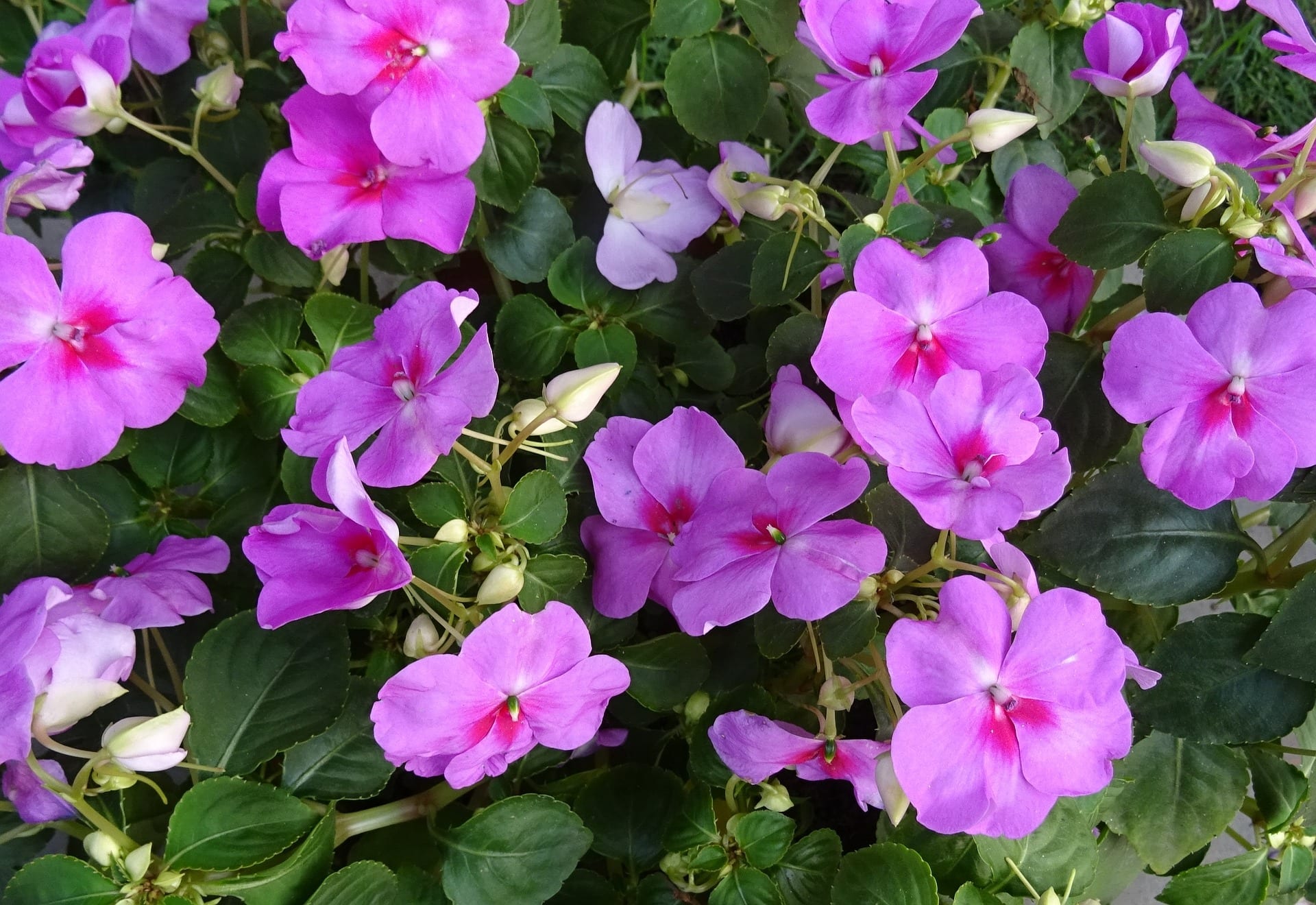 Impatiens Plant Profile Hillier Garden Centres
