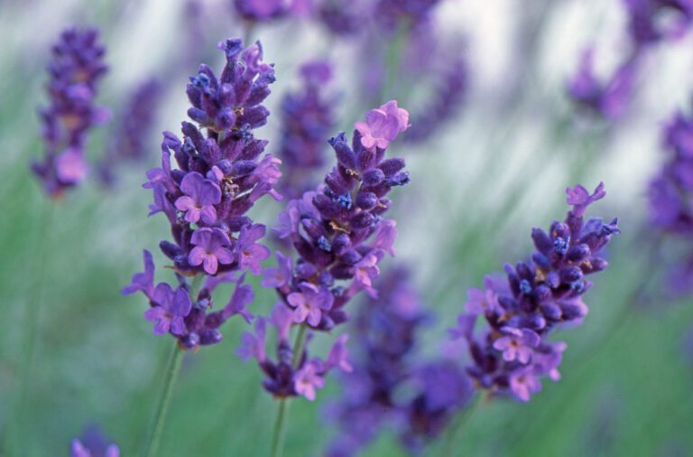 Lavender - Plant Profile
