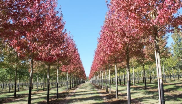 Hillier Nurseries Invests £1.5m into UK Tree Production