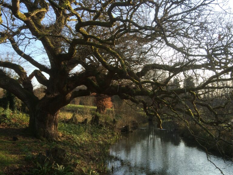 Demand for British Grown Oaks Soars