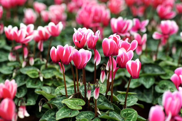 Plant Profile - Cyclamen Persicum | Hillier Garden Centres