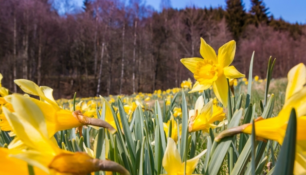 Narcissus 'Tête-à-tête' daffodil 