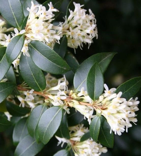 Osmanthus x burkwoodii 3L 5023242174280