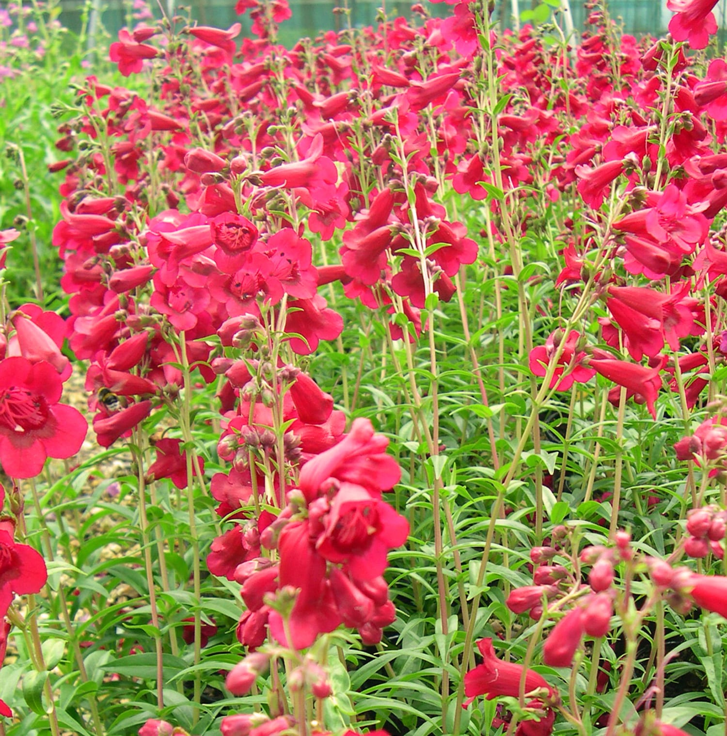 Image of Penstemon