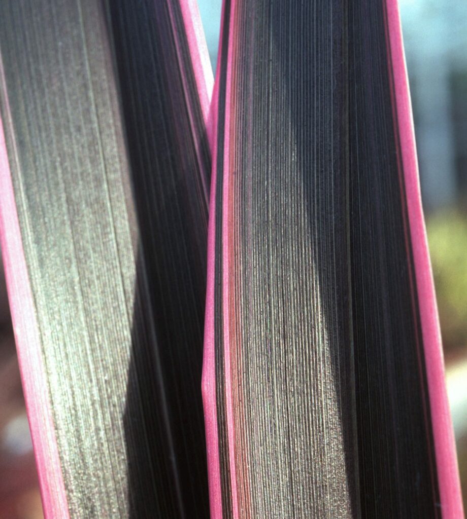 Phormium ‘Pink Stripe’ 3L 5023242255620