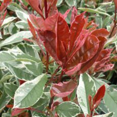 Photinia x fraseri ‘Louise’ 3L