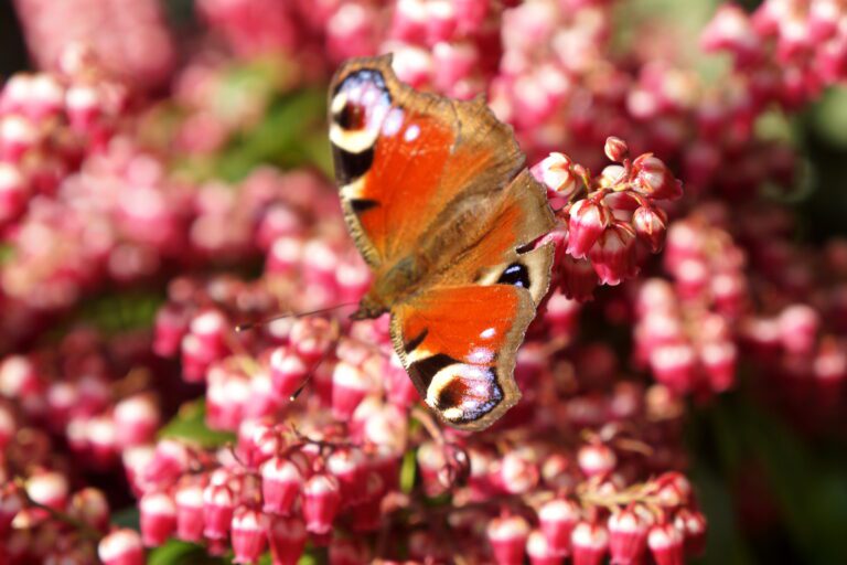 What to Plant to Attract Butterflies to Your Garden