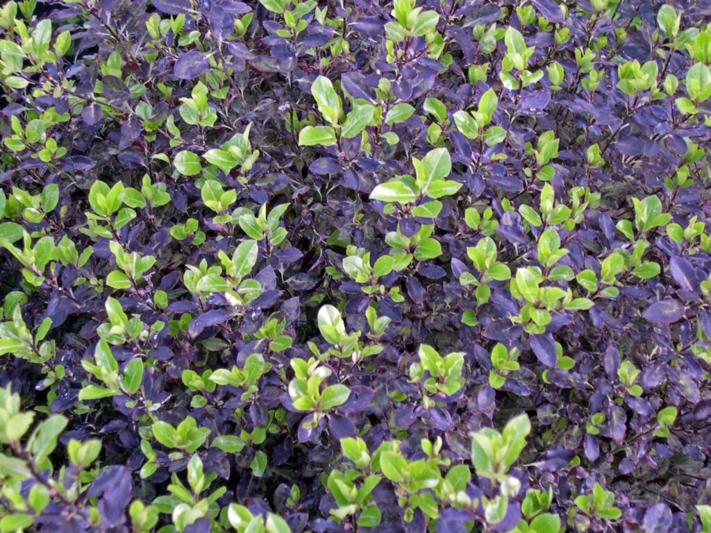 Pittosporum tenuifolium ‘Tom Thumb’ 3L