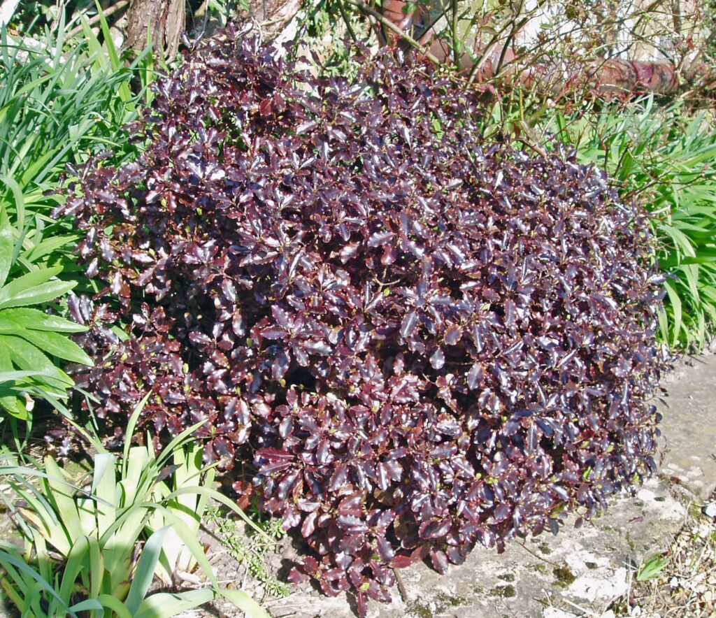Pittosporum tenuifolium ‘Tom Thumb’ 3L