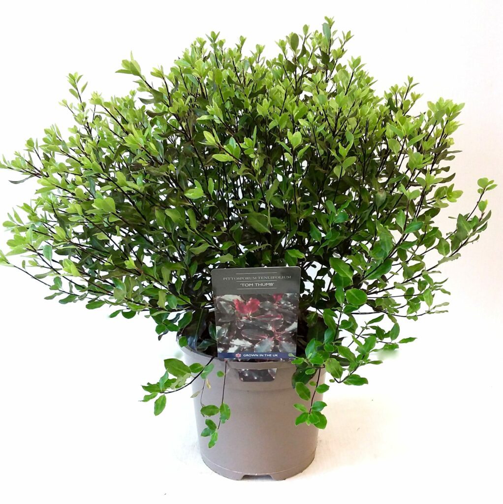 Pittosporum tenuifolium ‘Tom Thumb’ 3L