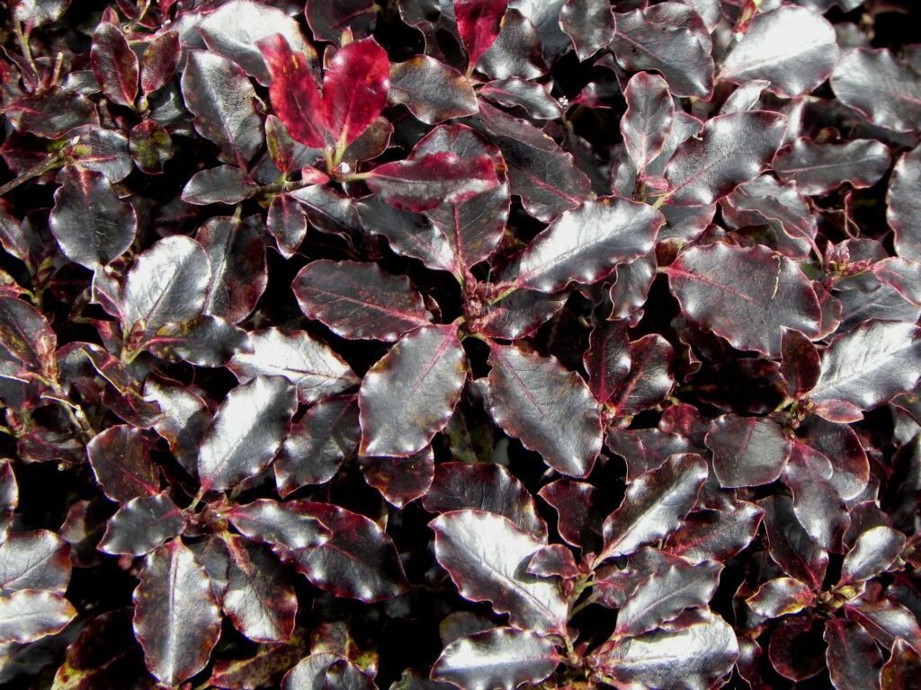 Pittosporum tenuifolium ‘Tom Thumb’ 3L