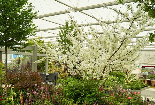 Hillier Trees at Chelsea Flower Show