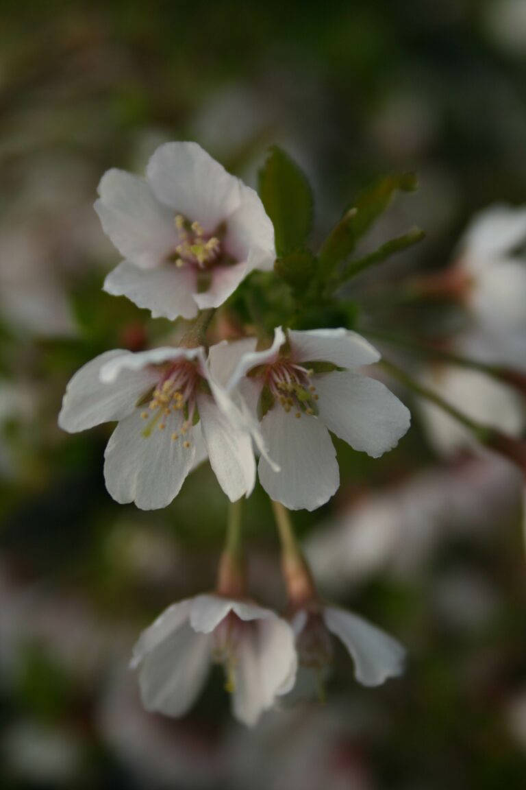 Prunus Kojo-no-mai | Plant Profile