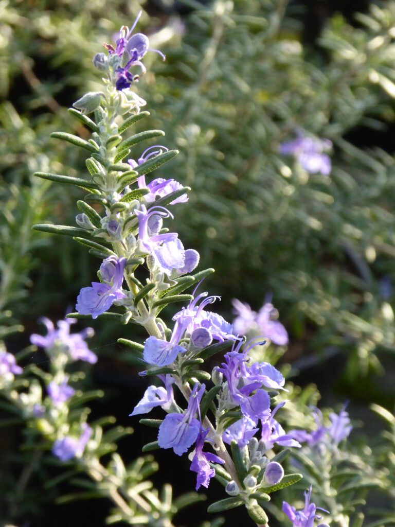 Rosmarinus officinalis ‘Blue Cascade’ 3L 5023242366494