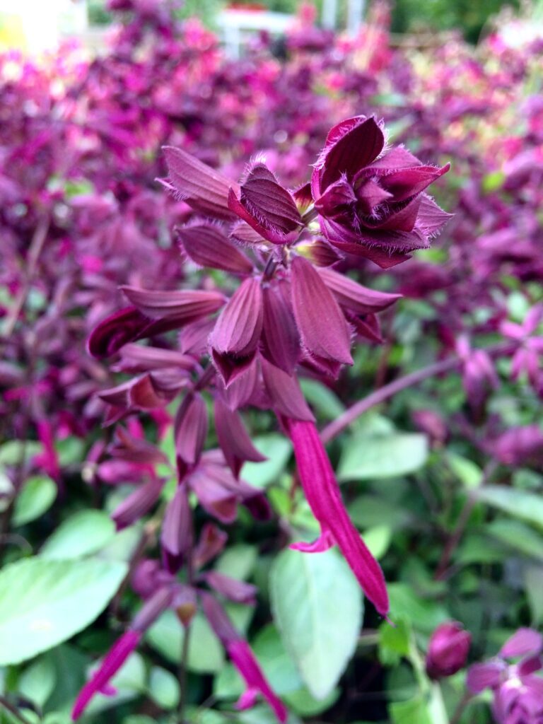 Salvia | Plant Profile