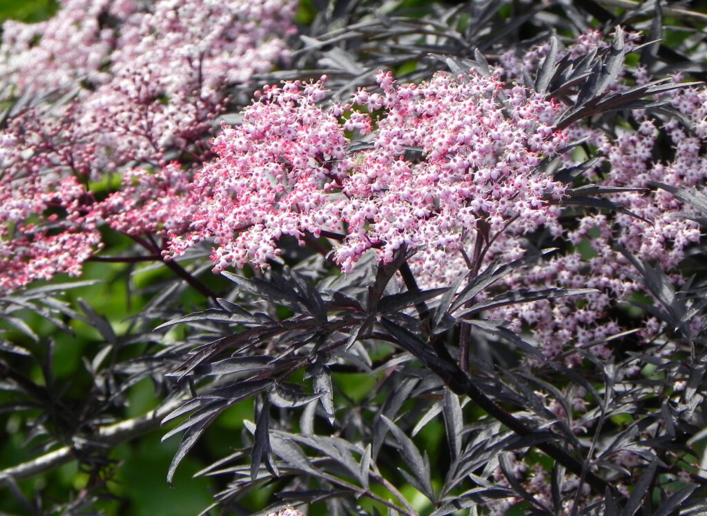Sambucus nigra f. porphyrophylla ‘Black Lace’ 3L 5023242281070
