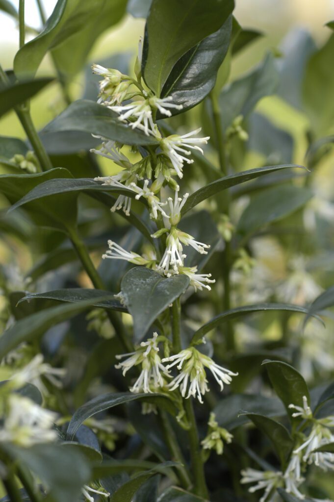 Sarcococca confusa 2L