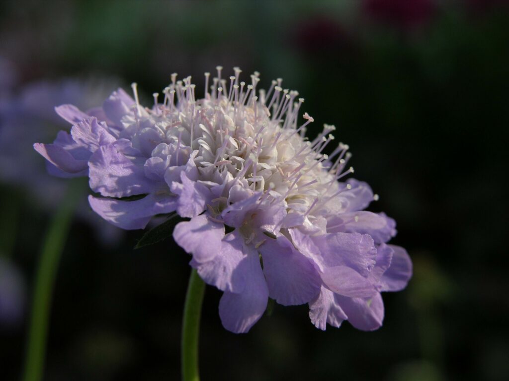 Scabiosa ‘Butterfly Blue’ 2L 5023242324814