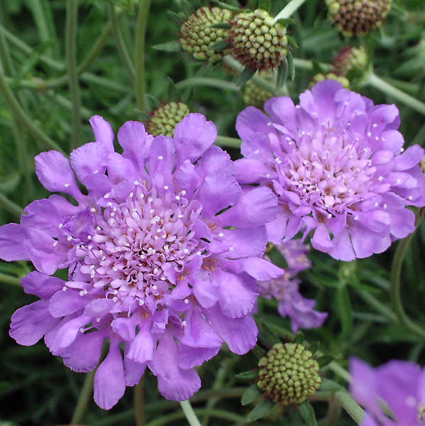 Scabiosa ‘Butterfly Blue’ 2L 5023242324814