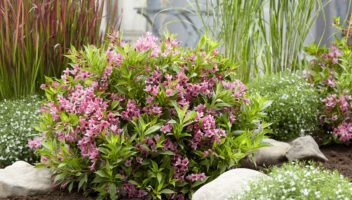 RHS Chelsea Flower Show Articles